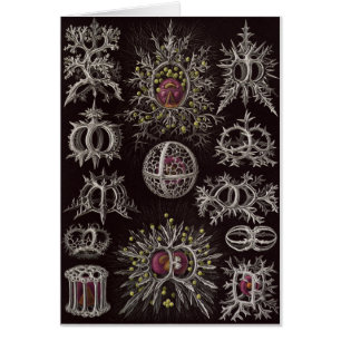 Ernst Haeckel Art Card: Stephoidea