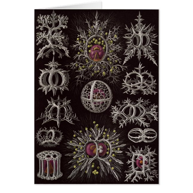 Ernst Haeckel Art Card: Stephoidea (Front)