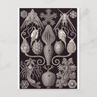 Ernst Haeckel Art Postcard: Amphoridea Postcard