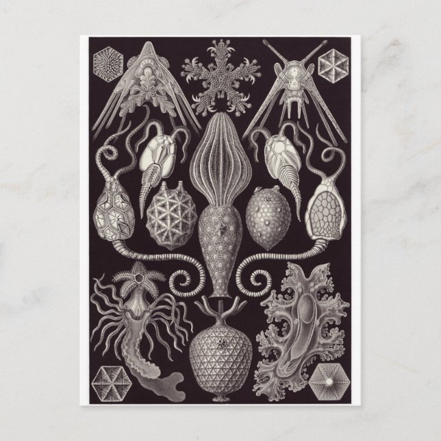 Ernst Haeckel Art Postcard: Amphoridea Postcard (Front)