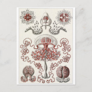 Ernst Haeckel Art Postcard: Anthomedusae Postcard