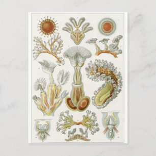 Ernst Haeckel Art Postcard: Bryozoa Postcard