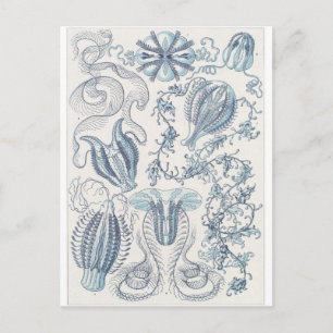 Ernst Haeckel Art Postcard: Ctenophorae Postcard