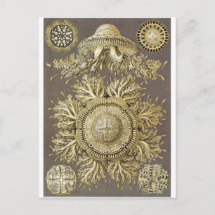 Ernst Haeckel Art Postcard: Discomedusae Postcard
