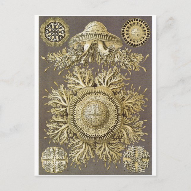 Ernst Haeckel Art Postcard: Discomedusae Postcard (Front)