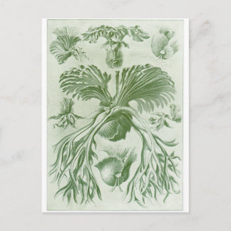 Ernst Haeckel Art Postcard: Filicinae Postcard