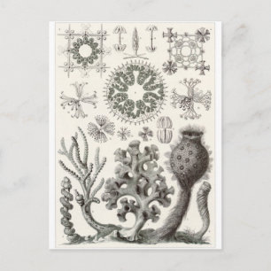 Ernst Haeckel Art Postcard: Hexactinellae Postcard