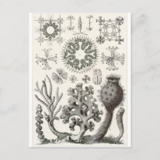 Ernst Haeckel Art Postcard: Hexactinellae Postcard