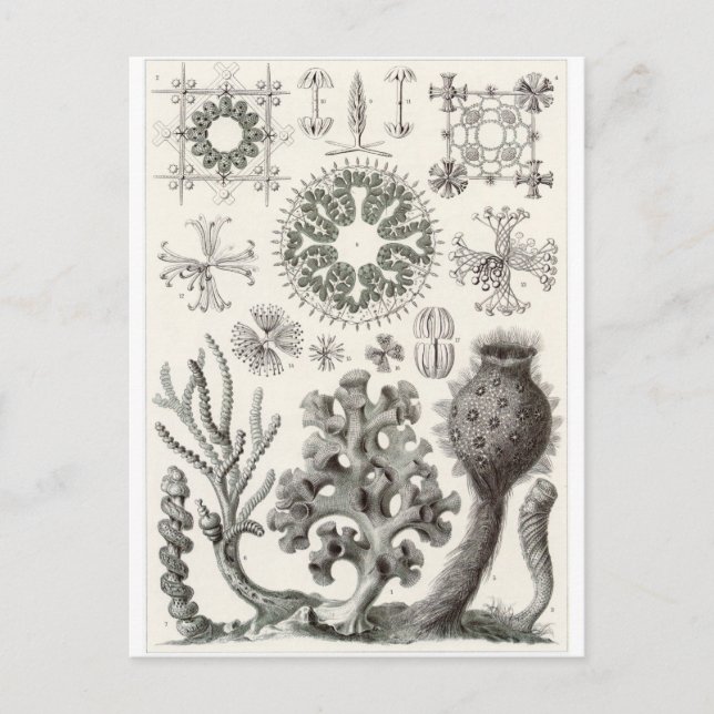 Ernst Haeckel Art Postcard: Hexactinellae Postcard (Front)