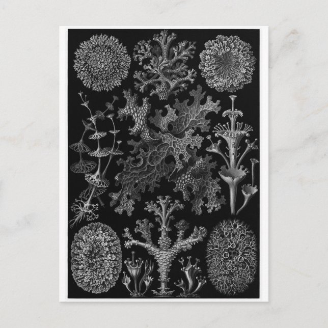 Ernst Haeckel Art Postcard: Lichenes Postcard (Front)