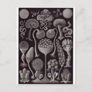 Ernst Haeckel Art Postcard: Mycetozoa Postcard