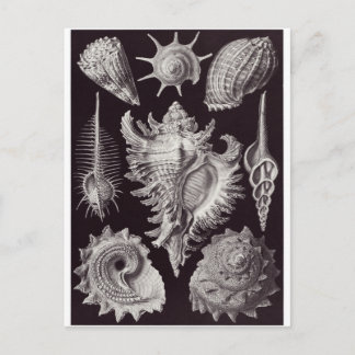 Ernst Haeckel Art Postcard: Prosobranchia Postcard