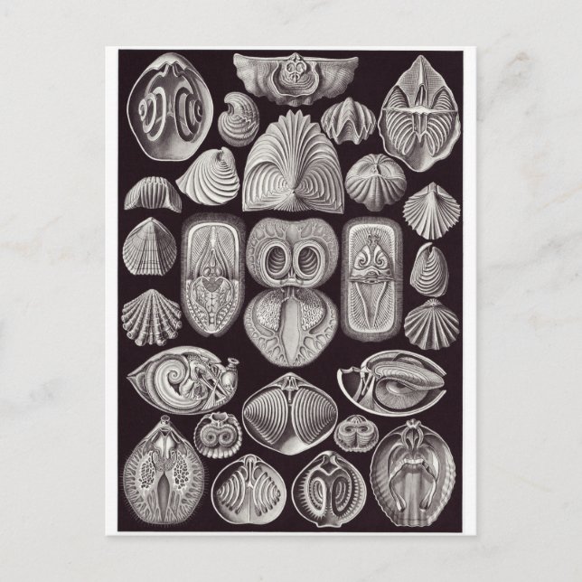 Ernst Haeckel Art Postcard: Spirobranchia Postcard (Front)