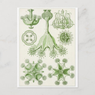 Ernst Haeckel Art Postcard: Stauromedusae Postcard