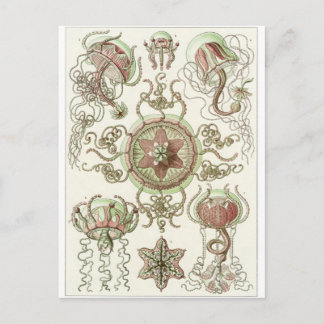 Ernst Haeckel Art Postcard: Trachomedusae Postcard
