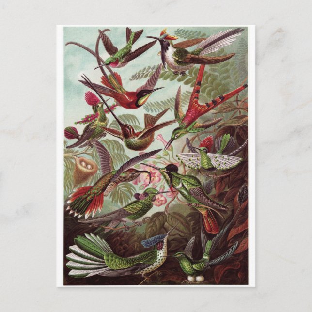 Ernst Haeckel Art Postcard: Trochilidae Postcard (Front)