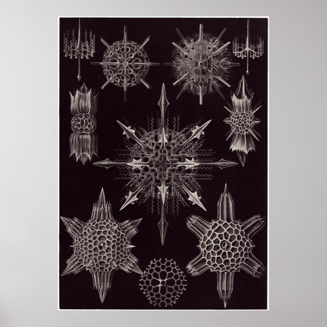 Ernst Haeckel Art Print: Acanthophracta Poster (Front)