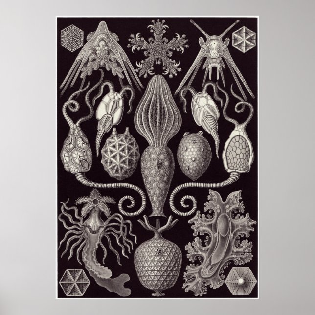 Ernst Haeckel Art Print: Amphoridea Poster (Front)