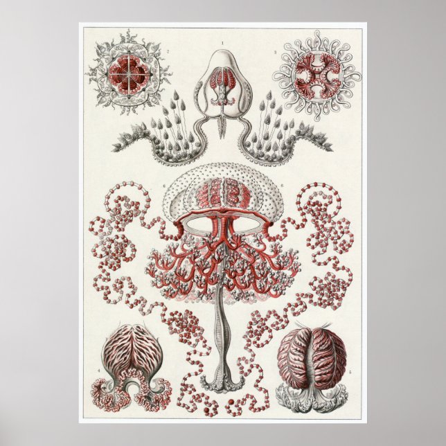 Ernst Haeckel Art Print: Anthomedusae Poster (Front)