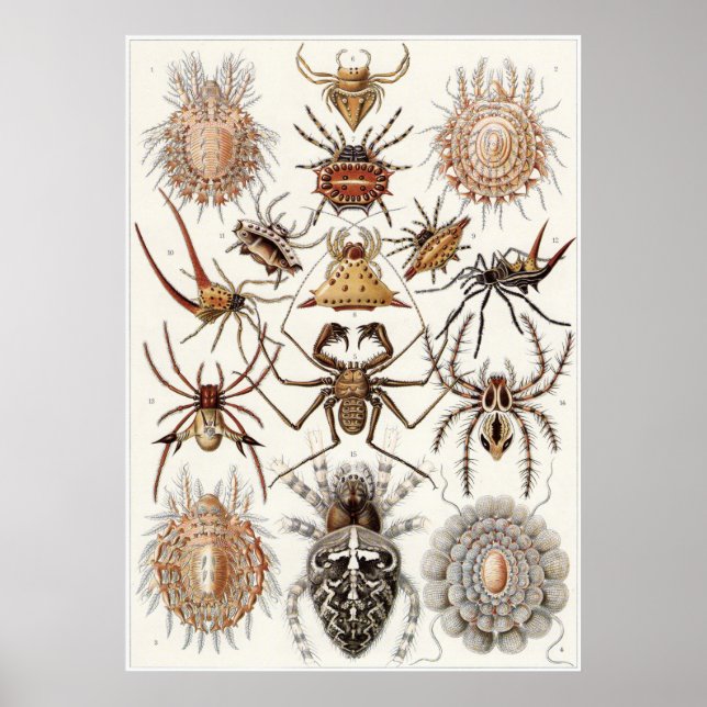Ernst Haeckel Art Print: Arachnida Poster (Front)