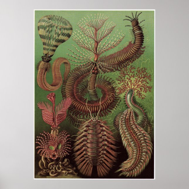 Ernst Haeckel Art Print: Chaetopoda Poster (Front)