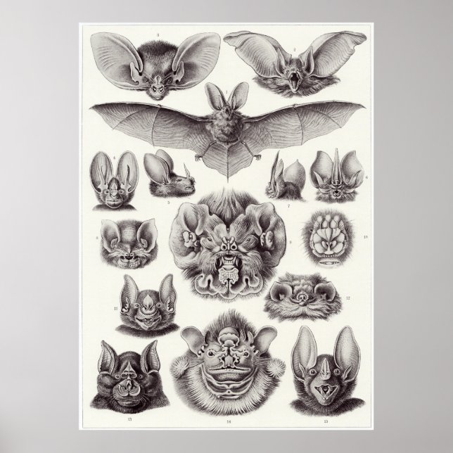 Ernst Haeckel Art Print: Chiroptera Poster (Front)