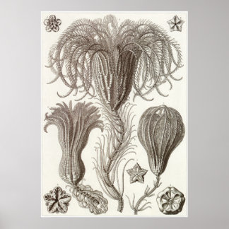 Ernst Haeckel Art Print: Crinoidea Poster