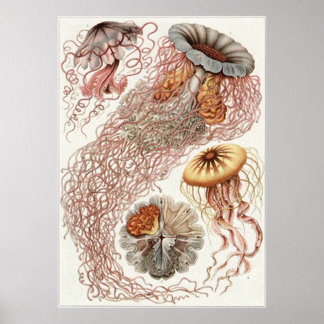 Ernst Haeckel Art Print: Discomedusae Poster (Front)