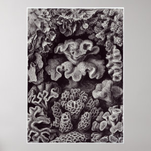 Ernst Haeckel Art Print: Hexacoralla Poster