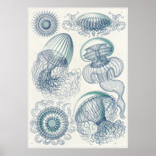 Ernst Haeckel Art Print: Leptomedusae Poster