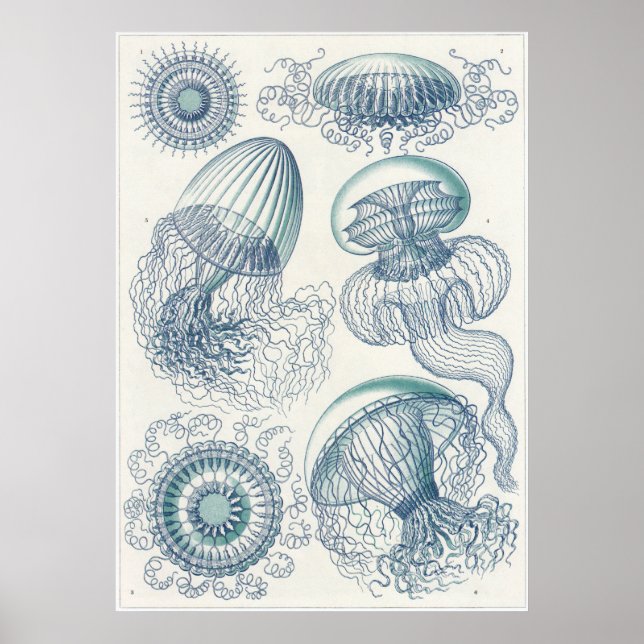 Ernst Haeckel Art Print: Leptomedusae Poster (Front)
