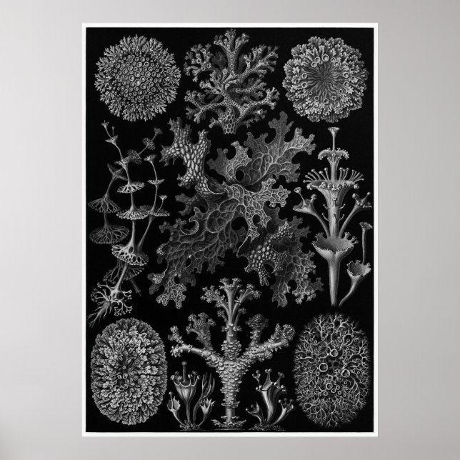 Ernst Haeckel Art Print: Lichenes Poster (Front)