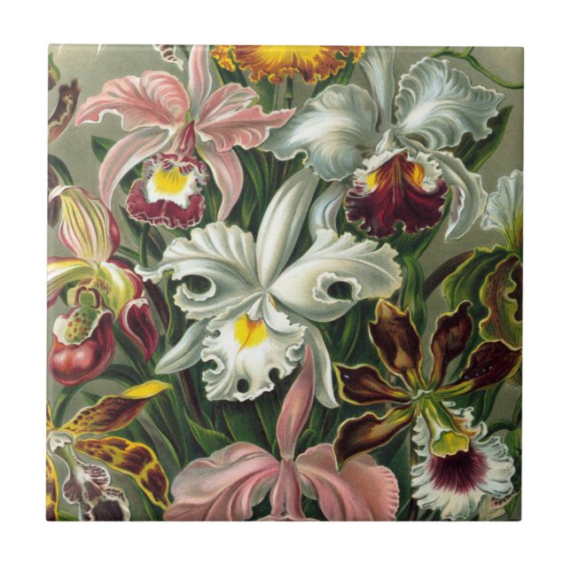 Ernst Haeckel Art Print:Orchidae Oncidiums, tulips Ceramic Tile (Front)