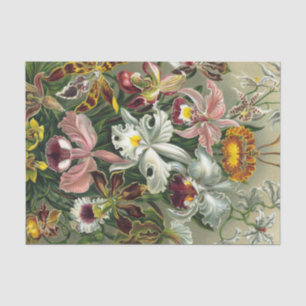 Ernst Haeckel Art Print:Orchidae Oncidiums, tulips Tissue Paper