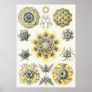 Ernst Haeckel Art Print: Polycyttaria Poster