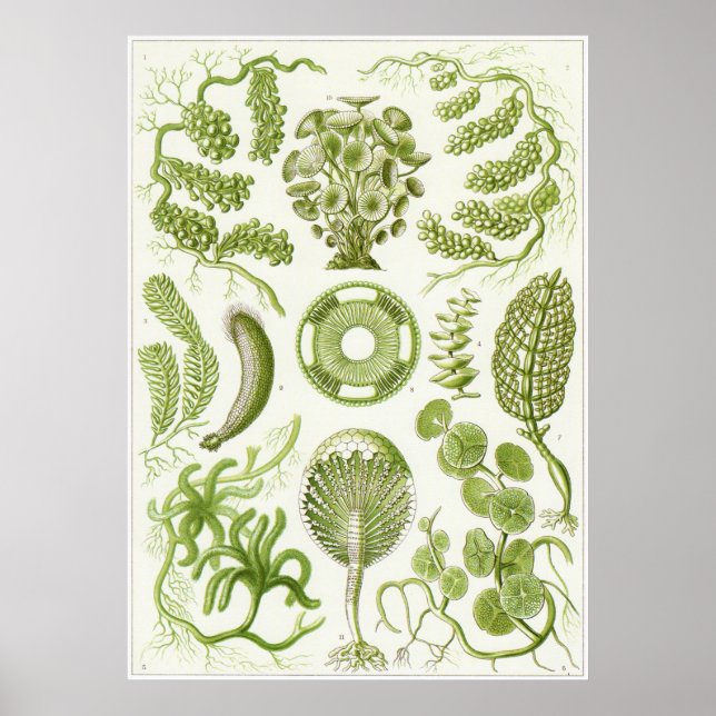 Ernst Haeckel Art Print: Siphoneae Poster (Front)