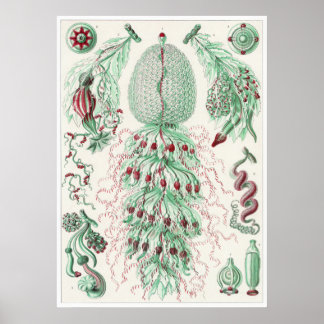 Ernst Haeckel Art Print: Siphonophorae Poster