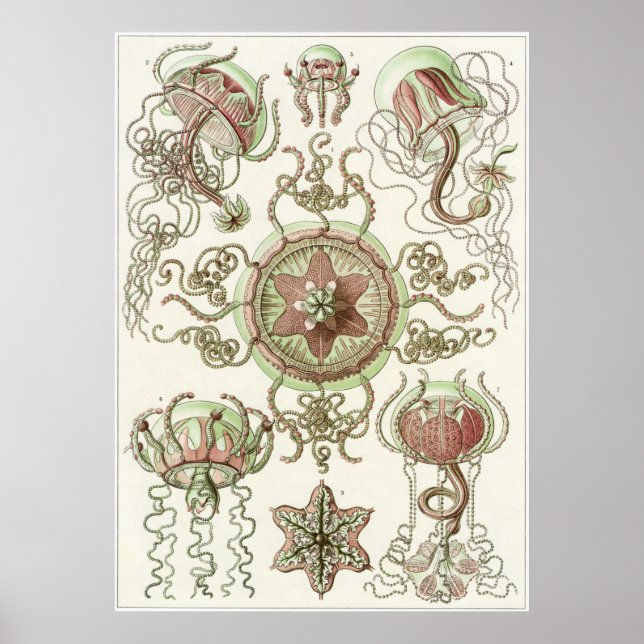 Ernst Haeckel Art Print: Trachomedusae Poster (Front)