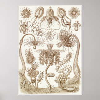 Ernst Haeckel Art Print: Tubulariae Poster