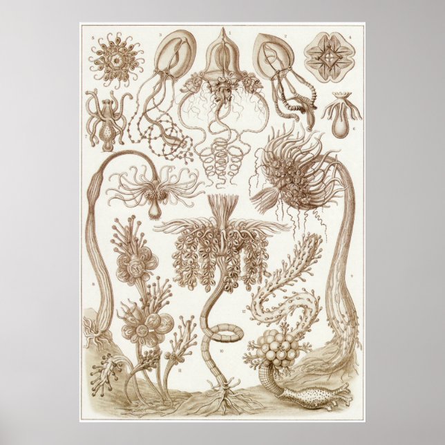 Ernst Haeckel Art Print: Tubulariae Poster (Front)