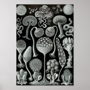 Ernst Haeckel Art Sea Life 11" x 8.5 Poster