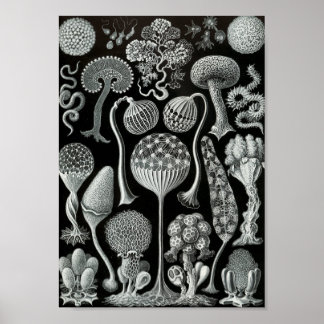Ernst Haeckel Art Sea Life 11" x 8.5 Poster