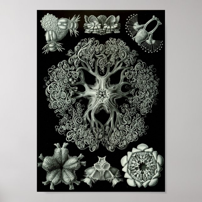 Ernst Haeckel Art Sea Life 11" x 8.5 Poster (Front)