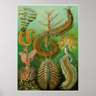 Ernst Haeckel Artforms Of Nature Print