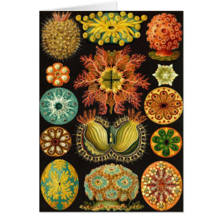 Ernst Haeckel - Ascidiae