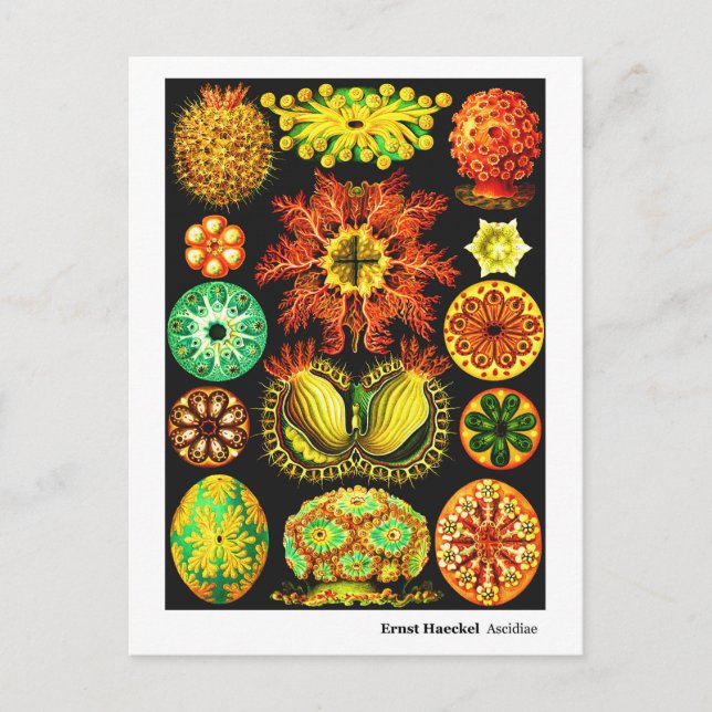 Ernst Haeckel Ascidiae Announcement Postcard (Front)
