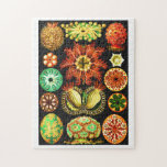 Ernst Haeckel Ascidiae Jigsaw Puzzle<br><div class="desc">This is a reproduction of Plate 85 from Art Forms in Nature by Ernst Haeckel. This vintage scientific illustration is entitled Ascidiae and features Sea squirts.</div>
