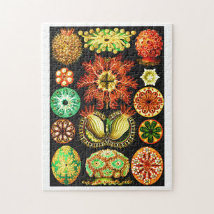 Ernst Haeckel Ascidiae Jigsaw Puzzle