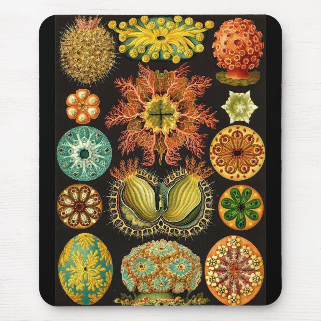 Ernst Haeckel - Ascidiae Mouse Pad (Front)