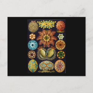 Ernst Haeckel Ascidiae Postcard